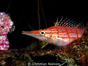 Coulour of the Maldives - Longnose Hawkfish
Olympus E330... by Christian Nielsen 